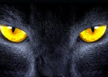 Kot zaprasza do podróży w czasie