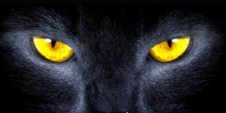 Kot zaprasza do podróży w czasie