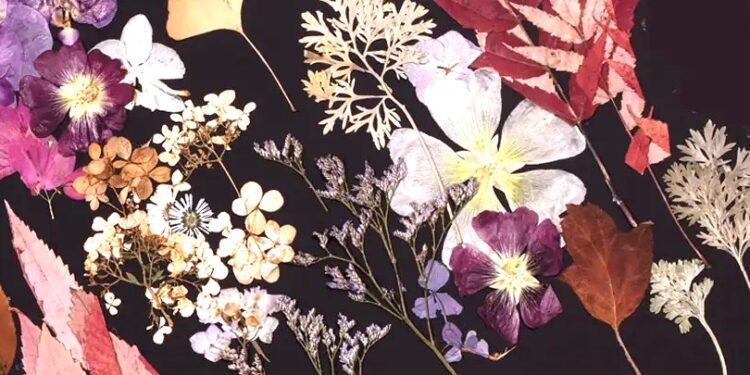 Sztuka i rośliny – „Droga światła”